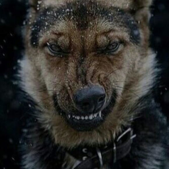 Meet your Posher, Leonardo - Picture 1 of 1